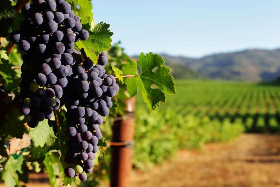 Private Lisbon Arrábida Wine Tour: Culture, Scenery & Wines - Setúbal market stop: the fast-food culture lesson you will remember