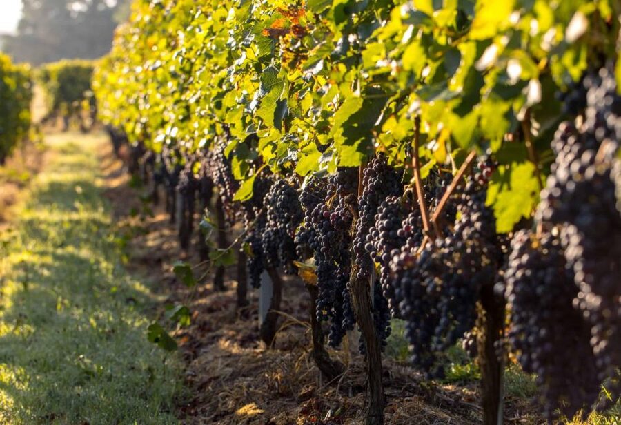 Private Lisbon Arrábida Wine Tour: Culture, Scenery & Wines - Winery day, first stop: Bacalhôa or Catralvos