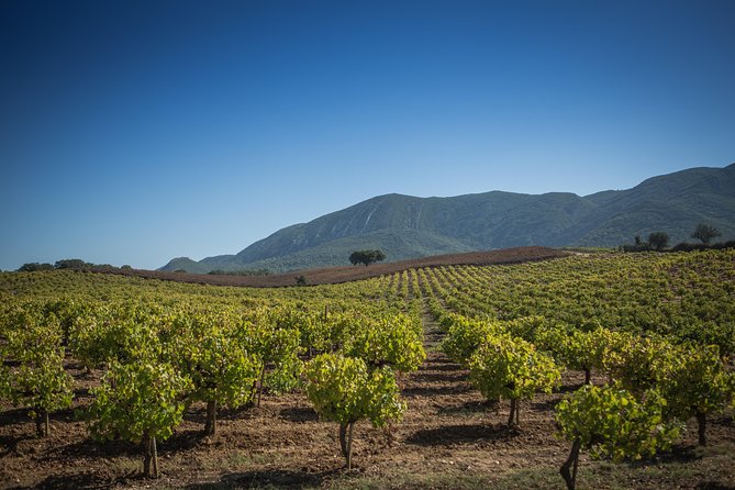 Private Lisbon Arrabida Wine Tour: Food & Wines, Mountain and Sea - Mercado do Livramento: the Setúbal market that feeds the day