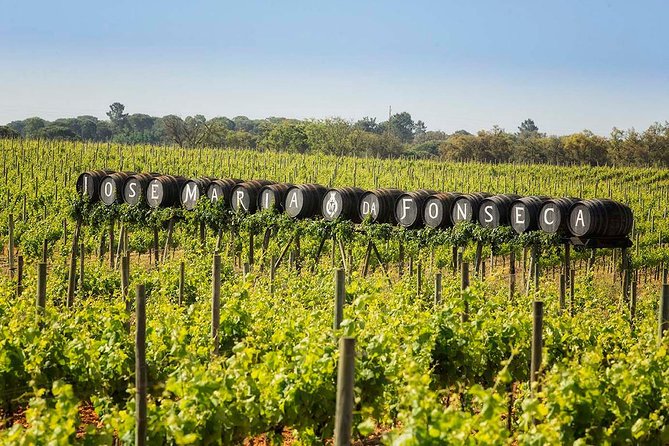 Private Lisbon wine tasting tour in the Setubal region - Price in plain terms: what $117.95 covers and why it can be fair