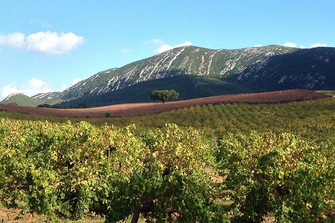 Private Tour: Arrábida Day Trip from Lisbon Including Wine Tasting - Price and Value: What $264.34 Is Actually Paying For