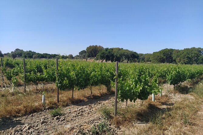 Private Tour to Évora with Wine tasting - Optional Almendres Cromelech on the way back to Lisbon