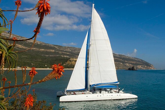 Setúbal Private Tour - Including Dolphin Watching - Sado Estuary Dolphin Watching on the Vertigem Azul Catamaran