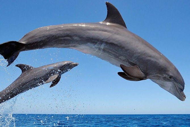 Setúbal Private Tour - Including Dolphin Watching - Sesimbra Castle and Cabo de Espichel Views on the Return
