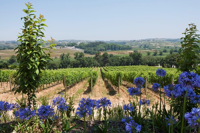 Setúbal Wine Tour with Visit and Tasting at 2 Wineries - Stop 1: José Maria da Fonseca and the mix of tradition and modern production