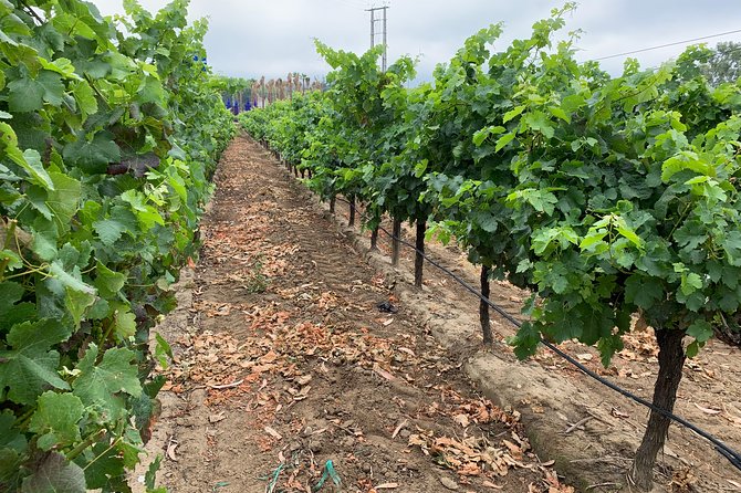 Setúbal Wine Tour with Visit and Tasting at 2 Wineries - The ride south: pickup, timing, and comfort