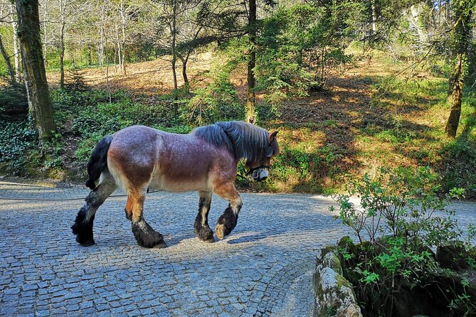 Sintra Tour with Pena Palace, Moorish Castle and Regaleira - Private - Castelo dos Mouros: walking walls with real viewpoint payoff