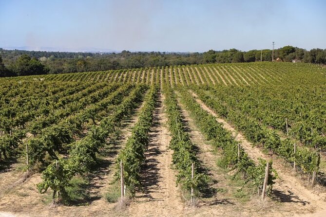 Small Group Full-Day Arrábida Wine Tour and Food Tasting - Quinta detours: sweet Moscatel context at Quinta do Piloto