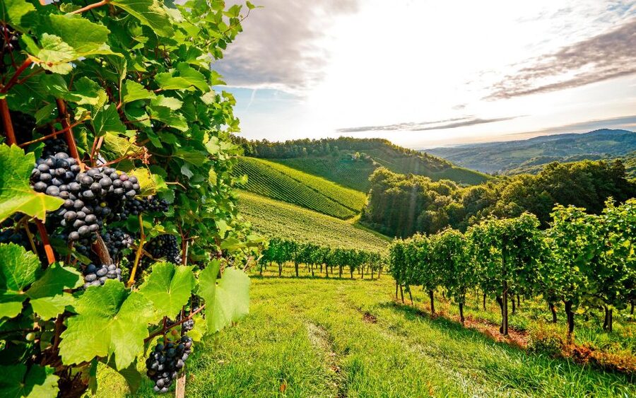 Wine Tasting - Private Half-Day Tour - What to Bring, What to Skip, and How to Prep