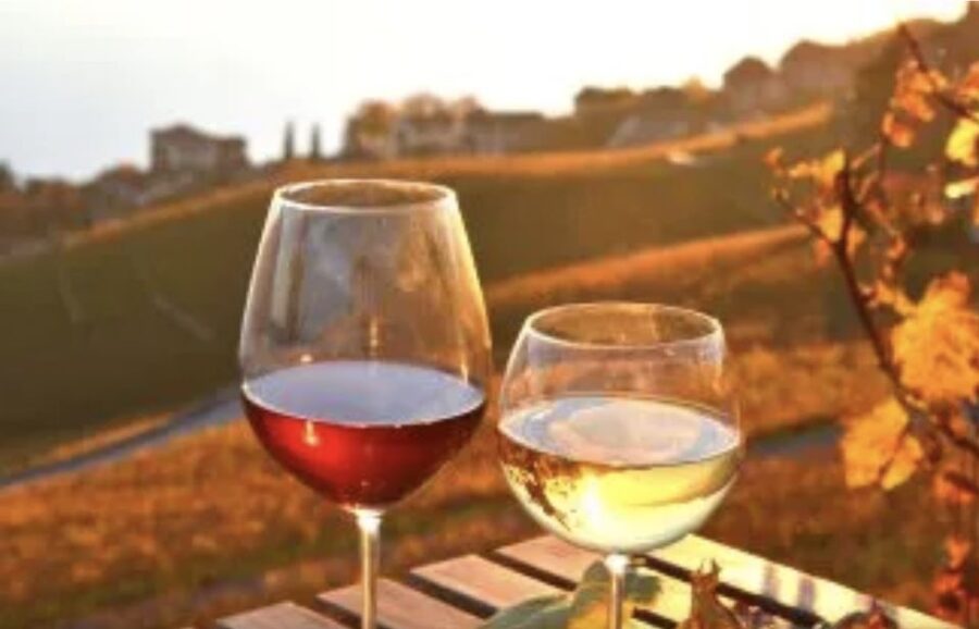 Wine Tasting - Private Half-Day Tour - Museum Time at One of Portugal’s Oldest Wineries